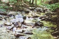 Beautiful Forest Landscape, Stream Flowing Water, Mountain Creek, Summer Day Royalty Free Stock Photo