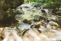 Beautiful Forest Landscape, Stream Flowing Water, Mountain Creek, Summer Day Royalty Free Stock Photo