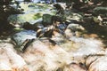 Beautiful Forest Landscape, Stream Flowing Water, Mountain Creek, Summer Day Royalty Free Stock Photo