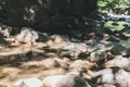 Beautiful Forest Landscape, Stream Flowing Water, Mountain Creek, Summer Day Royalty Free Stock Photo