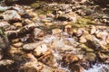 Beautiful Forest Landscape,  Stream Flowing Water, Mountain Creek, Summer Day In Nature Royalty Free Stock Photo