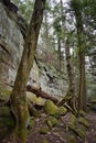 Beautiful forest landscape with a mossy tree in front on the ledges pass in Cuyahoga Valley near Cleveland, Ohio, USA