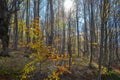 Beautiful forest landscape with vibrant Autumn Fall season color Royalty Free Stock Photo