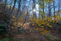 Beautiful forest landscape with vibrant Autumn Fall season color Royalty Free Stock Photo