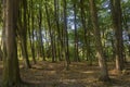 Beautiful forest with large trees and sunshine, foliage. Selective focus, fog view Royalty Free Stock Photo