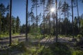 Beautiful forest and life in the forest. building a house in a deep, lifeless pine forest against a background of trees, bright su