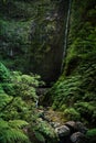 Beautiful forest in Madeira. The Laurissilva of Madeira Island. Laurel trees. Waterfalls and irrigation canals calles levada.