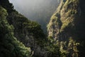 Beautiful forest in Madeira. The Laurissilva of Madeira Island. Laurel trees. Waterfalls and irrigation canals calles levada.