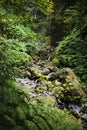 Beautiful forest in Madeira. The Laurissilva of Madeira Island. Laurel trees. Waterfalls and irrigation canals calles levada.