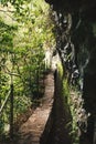 Beautiful forest in Madeira. The Laurissilva of Madeira Island. Laurel trees. Waterfalls and irrigation canals calles levada.