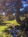 Beautiful forest with the magical sunlight