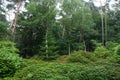 Beautiful forest with many different green plants Royalty Free Stock Photo