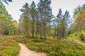 Beautiful forest in mountain area in Sweden in autumn colors Royalty Free Stock Photo