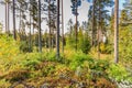 Beautiful forest in mountain area in Sweden in autumn colors with beautiful soil vegetation Royalty Free Stock Photo