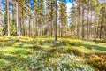 Beautiful forest in mountain area in Sweden in autumn colors with beautiful soil vegetation Royalty Free Stock Photo