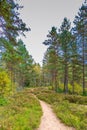 Beautiful forest in mountain area in Sweden in autumn colors with beautiful soil vegetation Royalty Free Stock Photo