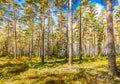 Beautiful forest in mountain area in Sweden in autumn colors with beautiful soil vegetation Royalty Free Stock Photo