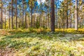 Beautiful forest in mountain area in Sweden in autumn colors with beautiful soil vegetation Royalty Free Stock Photo