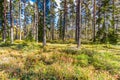 Beautiful forest in mountain area in Sweden in autumn colors with beautiful soil vegetation Royalty Free Stock Photo