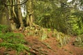 beautiful forest in the mountains