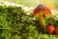 Beautiful forest mushroom toadstool. Fantasticl autumn landscape.Mushroom among green grass and moss in a clearing i Royalty Free Stock Photo