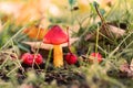 Beautiful forest mushroom toadstool. Fantasticl autumn landscape.Mushroom among green grass and moss in a clearing i Royalty Free Stock Photo