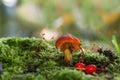 Beautiful forest mushroom toadstool. Fantasticl autumn landscape.Mushroom among green grass and moss in a clearing i Royalty Free Stock Photo