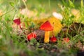 Beautiful forest mushroom toadstool. Fantasticl autumn landscape.Mushroom among green grass and moss in a clearing i Royalty Free Stock Photo