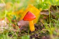 Beautiful forest mushroom toadstool. Fantasticl autumn landscape.Mushroom among green grass and moss in a clearing i Royalty Free Stock Photo