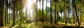 Beautiful forest panorama