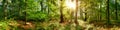 Beautiful forest panorama Royalty Free Stock Photo