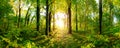 Beautiful forest panorama Royalty Free Stock Photo