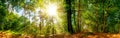 Beautiful forest panorama Royalty Free Stock Photo