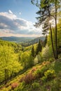 Beautiful forest panorama with bright sun Royalty Free Stock Photo
