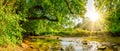 Beautiful forest panorama Royalty Free Stock Photo