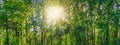 Beautiful forest panorama in spring with bright sun shining through the trees Royalty Free Stock Photo