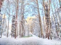 Beautiful forest and park with birch trees covered with snow on a winter day with blue sky. Natural landscape in cold Royalty Free Stock Photo