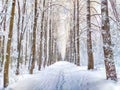 Beautiful forest and park with birch trees covered with snow on a winter day with blue sky. Natural landscape in cold Royalty Free Stock Photo