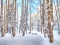 Beautiful forest and park with birch trees covered with snow on a winter day with blue sky. Natural landscape in cold Royalty Free Stock Photo