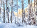 Beautiful forest and park with birch trees covered with snow on a winter day with blue sky. Natural landscape in cold Royalty Free Stock Photo