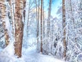 Beautiful forest and park with birch trees covered with snow on a winter day with blue sky. Natural landscape in cold Royalty Free Stock Photo
