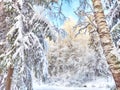 Beautiful forest and park with birch trees covered with snow on a winter day with blue sky. Natural landscape in cold Royalty Free Stock Photo