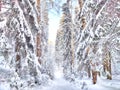 Beautiful forest and park with birch trees covered with snow on a winter day with blue sky. Natural landscape in cold Royalty Free Stock Photo