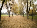 Beautiful forest and park with trees at autumn Royalty Free Stock Photo