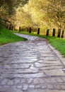 Beautiful forest path. Autumn background, backdrop