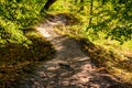 Beautiful forest path illuminated by the sun at sunset