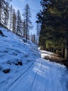 Beautiful forest path from monstein in the direction of the inner alps and bulenhorn with touring skis. Ski touring