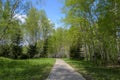 Beautiful forest path. Spring blooming trees Royalty Free Stock Photo