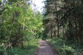 Forest path, enchanted florest