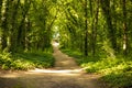 A Beautiful Forest Path on a Way Home in The Green Woods